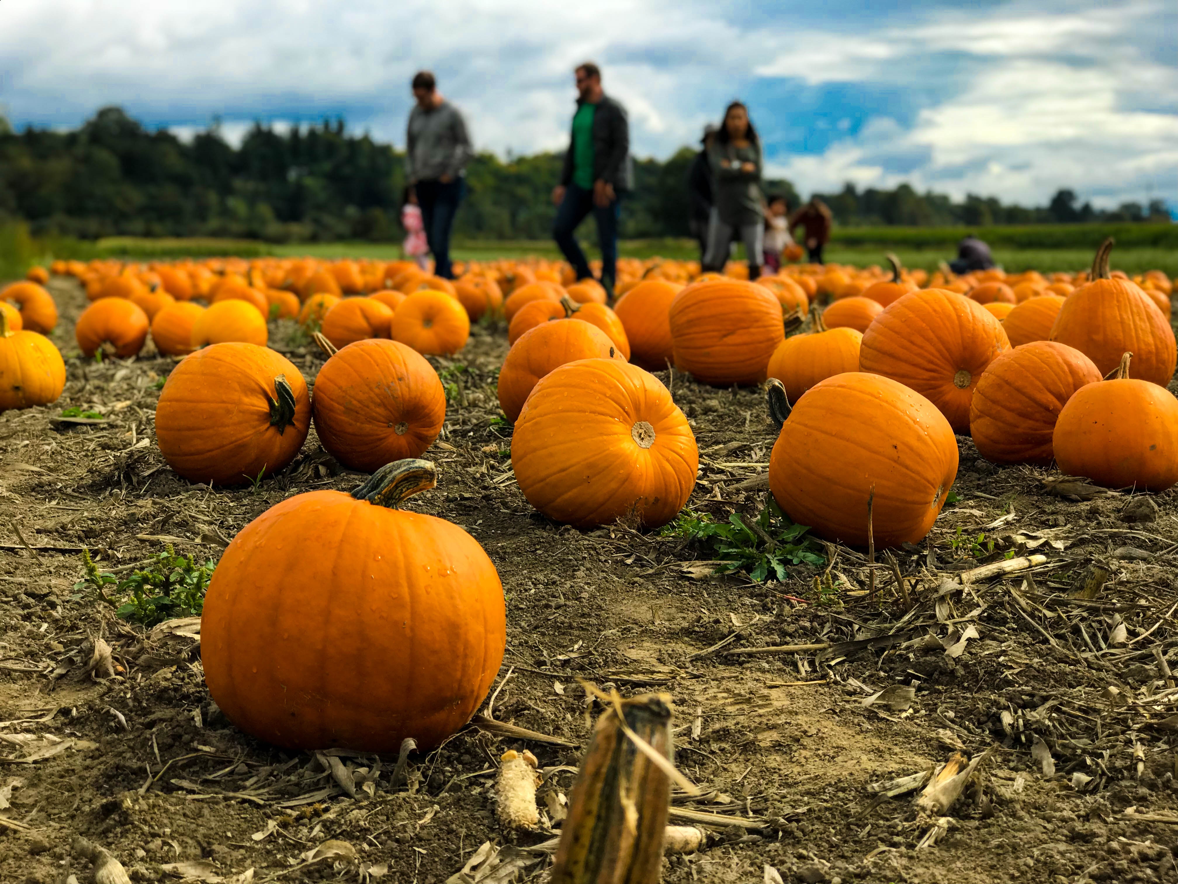 Pumpkins